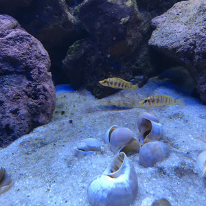 Publication de Geoffrey02