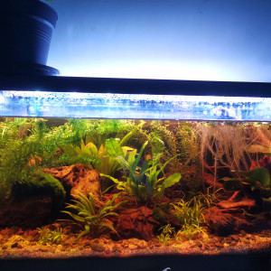 Betta Tank