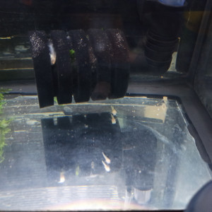 Publication de Mojogi