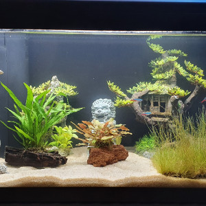Mon premier aquarium