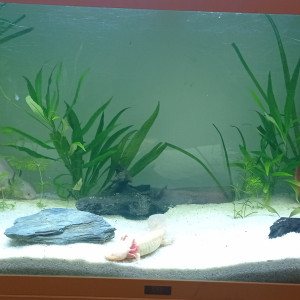 Axolotls sandra