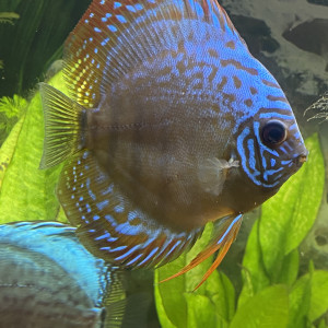 Donne discus