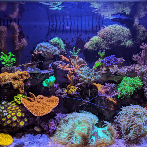 Fluval m60