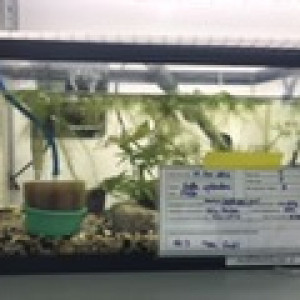 Equipe3 aquarium 1