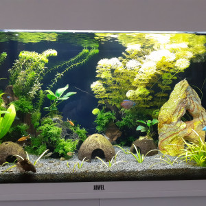 Publication de Vitouille