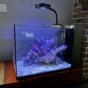 Publication de Zebrasomus