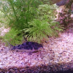 Publication de Fozzie