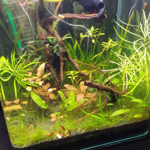 20l