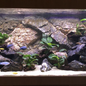 Aquarium Malawi 650 litres