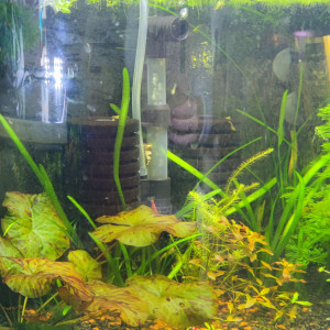 Crevettes panoramique