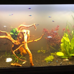 Mon aquarium