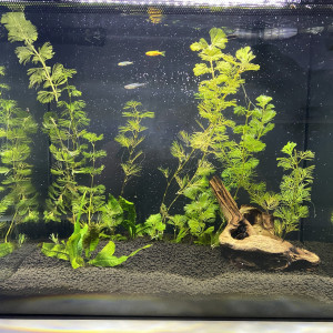 Publication de Leeann