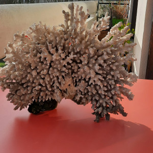 Corail blanc