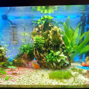 Aquarium maison