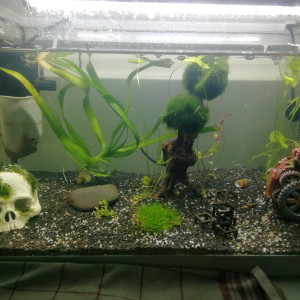 60L crevettes