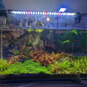 Aquascape falaises seryu
