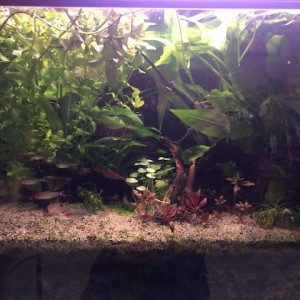 biotope amazonien