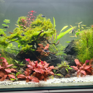 Mon aquarium