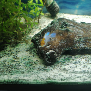 60l