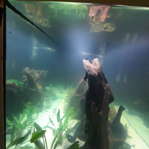 Publication de Pleco