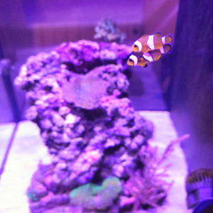 RED SEA MAX NANO