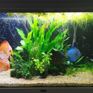 discus et camarades