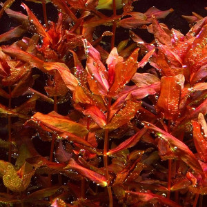 Rotala macrandra