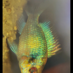 Publication de PierrePoisson