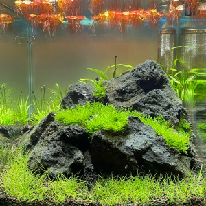 Iwagumi sans co2
