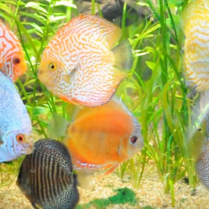 Discus