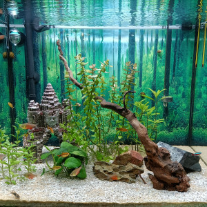 Publication de Fish59