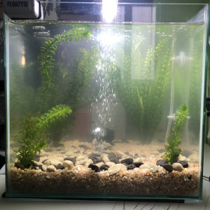 Aquarium de Titi