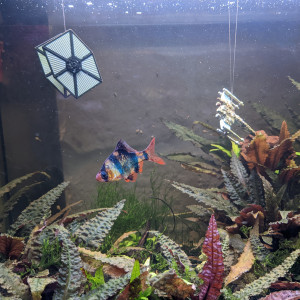 aquarium dogoba