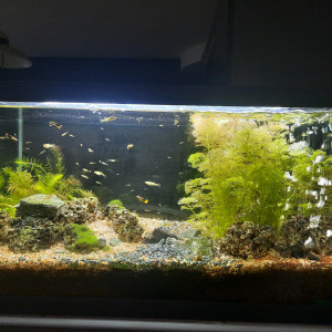 Publication de Pleco