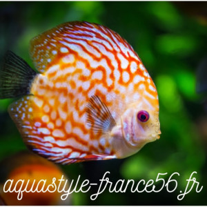 Publication de AquaStyleFrance