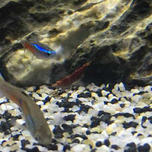 Publication de Poisson123
