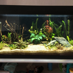 Mon premier aquarium - 100L