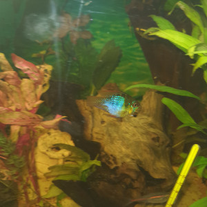 Aquarium neutres