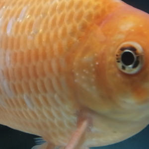 Publication de Angeldory