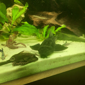 Publication de Pleco