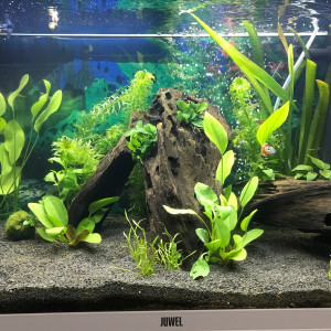 Publication de numerobis1er