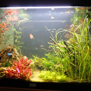 biotope 5 recto