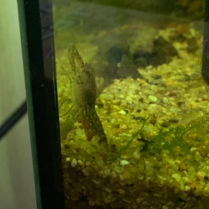 Publication de royalshadow