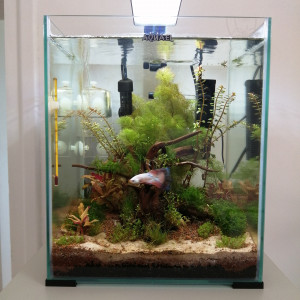 Premier aquarium