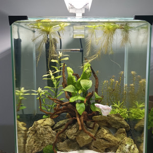Aquascape 30L