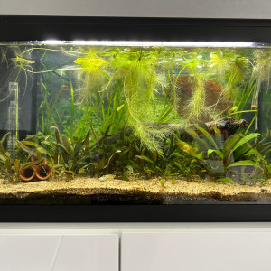 Low tech 60l