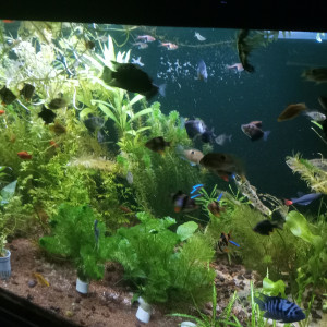 aquarium