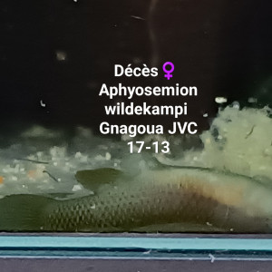 Publication de Killi26