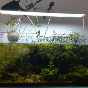 Publication de Dramore