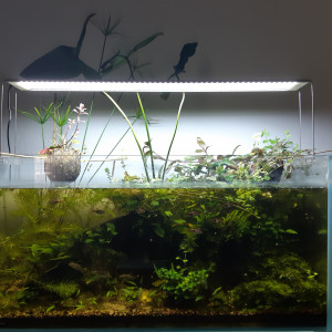Aquarium Naturel 1
